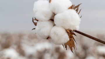 Cotton Growers 2015