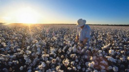 New FiberMax® Cotton Varieties by BASF