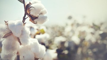 Cotton Varieties