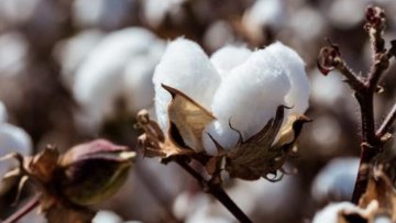 Cotton Growers 2016