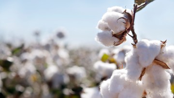 Cotton Growers 2019