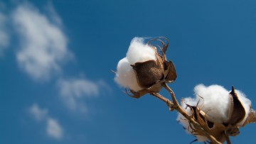 Cotton Growers 2020