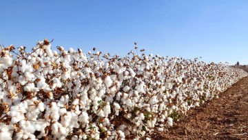 Cotton Growers 2021